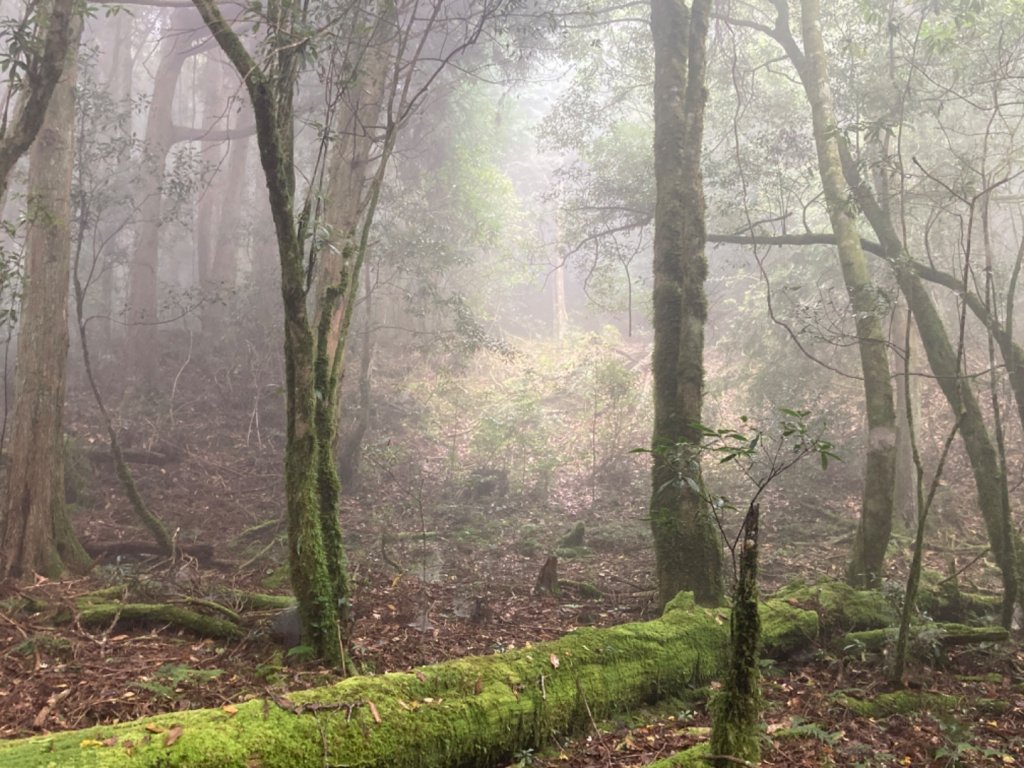 檜山巨木群森林步道_2316121
