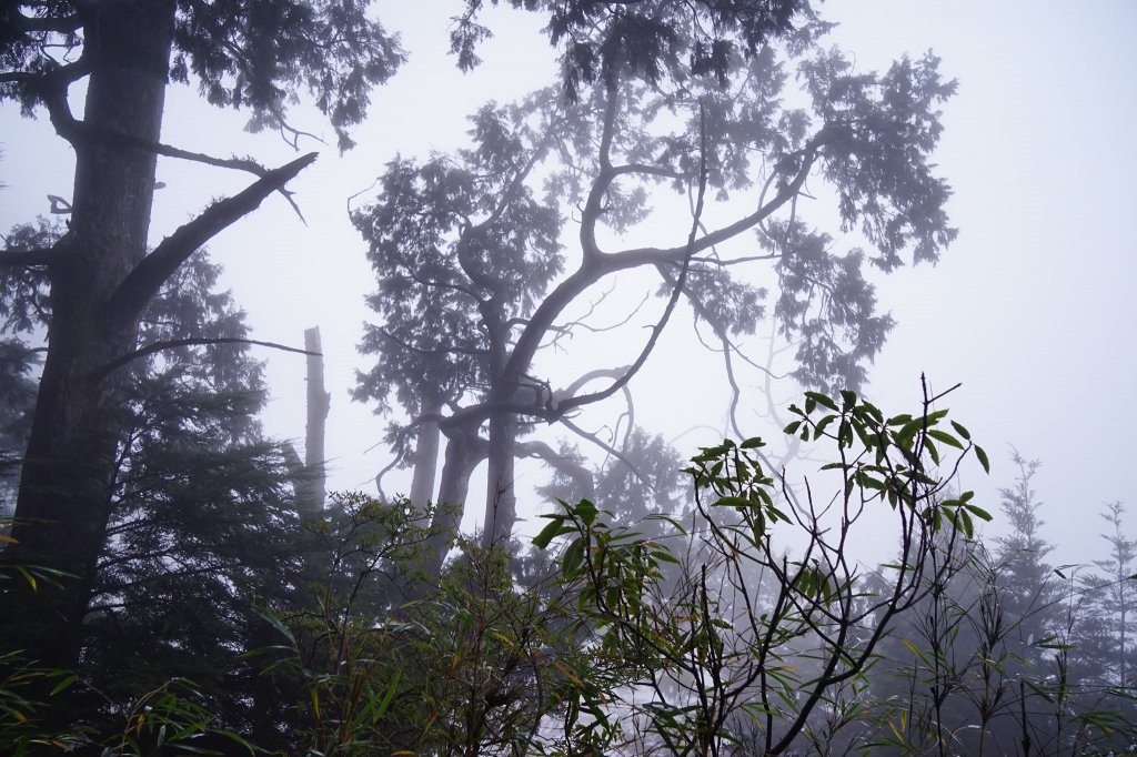 百岳單攻 | 霧淞西巒_1234150