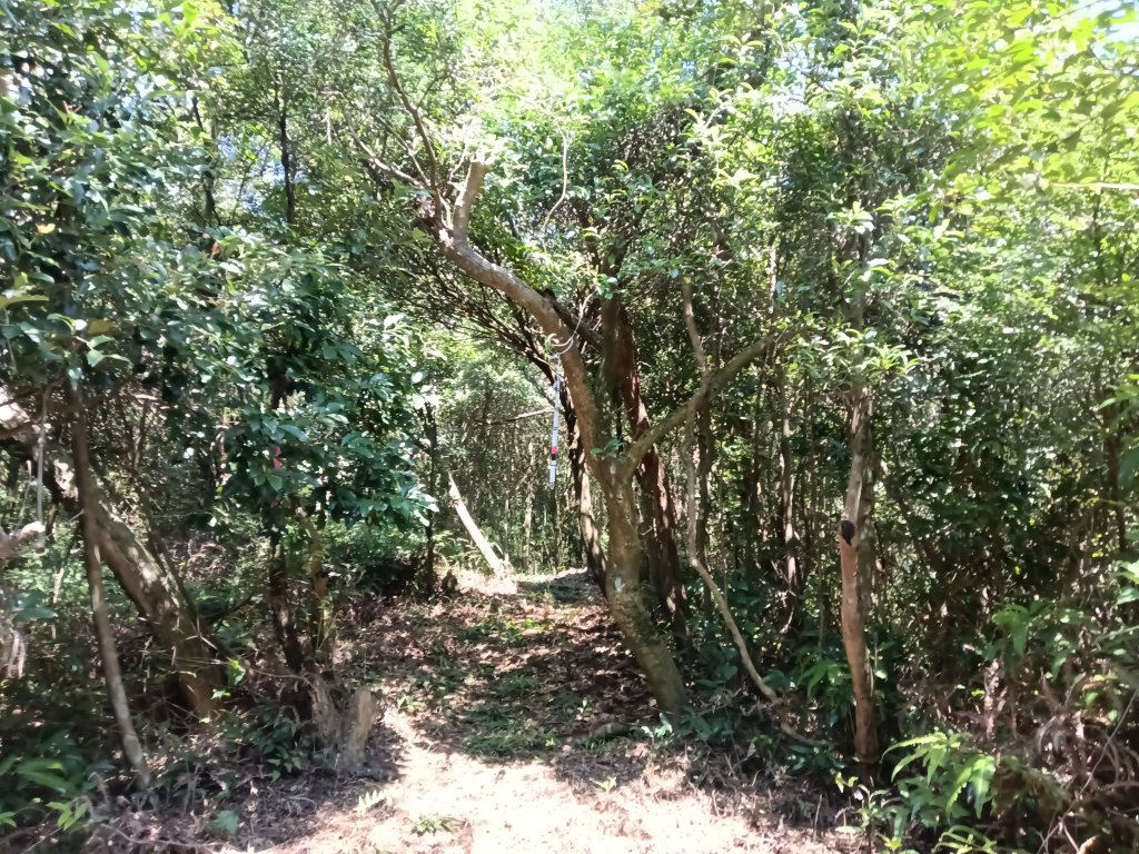 汐止區火燒坪山+車坪寮崙+五指山前峰O型_2857936