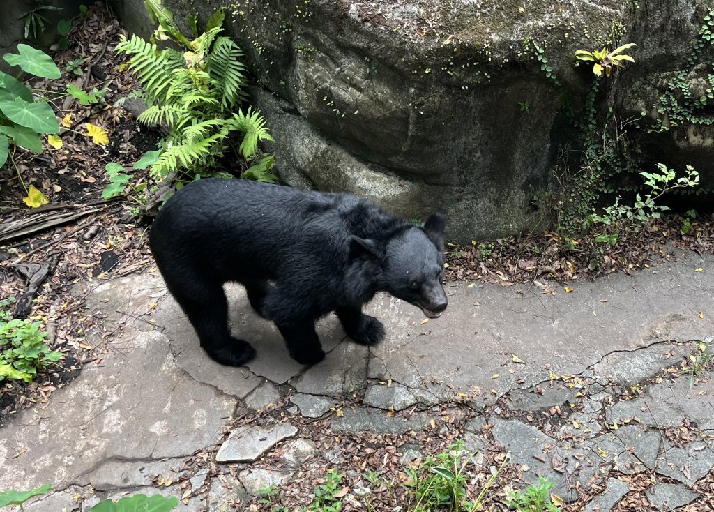 [2024動物園探險隊] 2024_0908_臺北市立動物園(祖父母節)封面圖