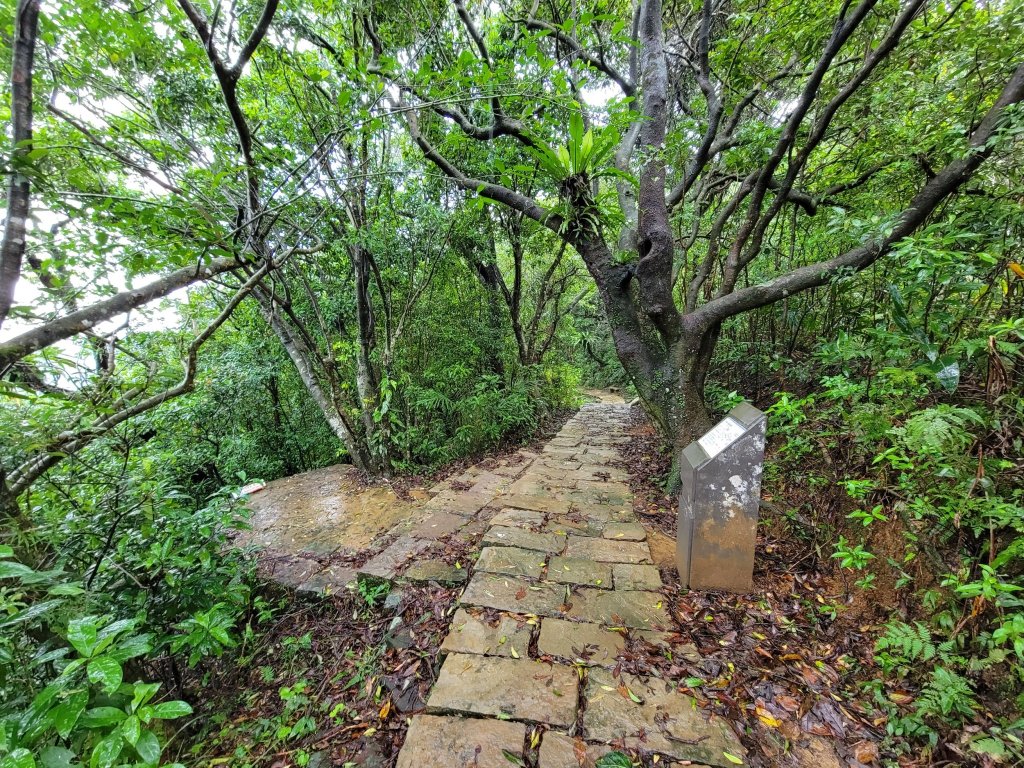 20221105-草嶺古道+桃源谷步道_1902682