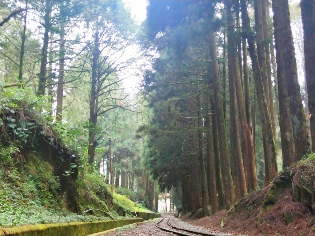 消失眠月線 檜木林百年蒸氣火車行駛_911572