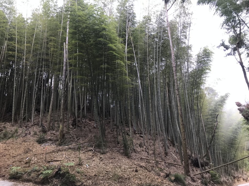 110年4月25日雲林  雲嶺之丘 五元二角 木馬古道_1456529