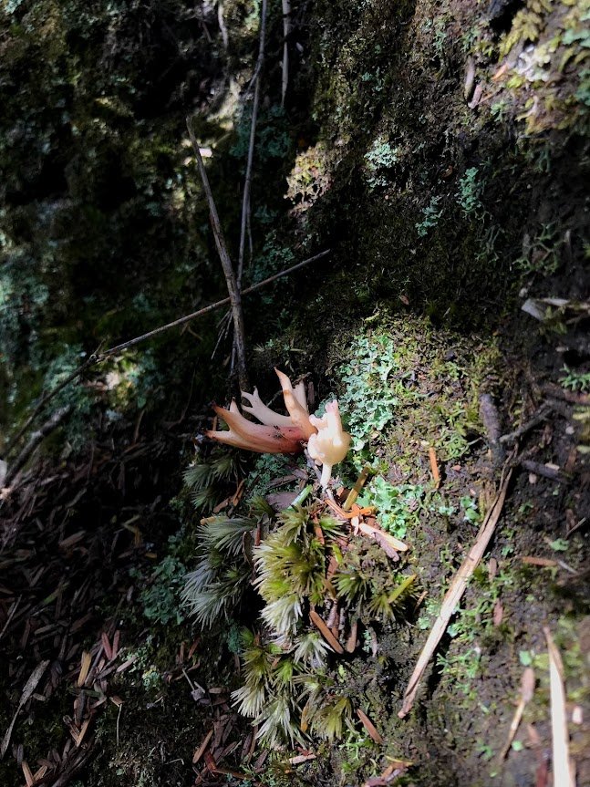 那結山(那是山)20171127_1962768