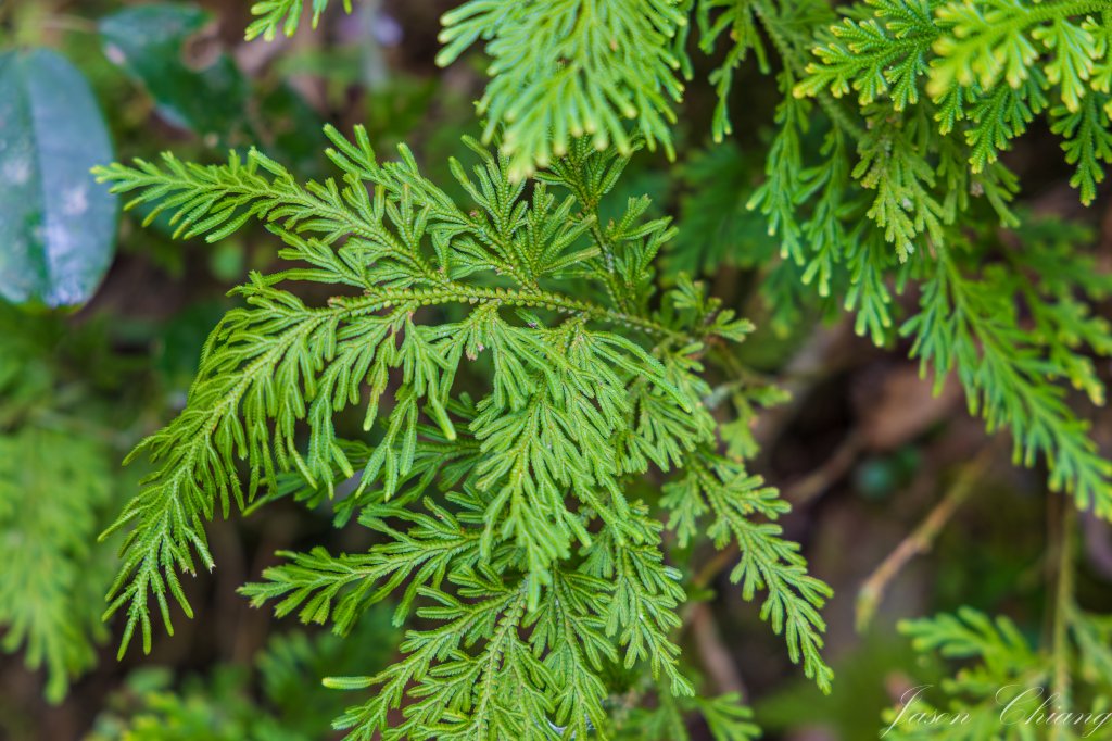 [花蓮]初音山_2551492