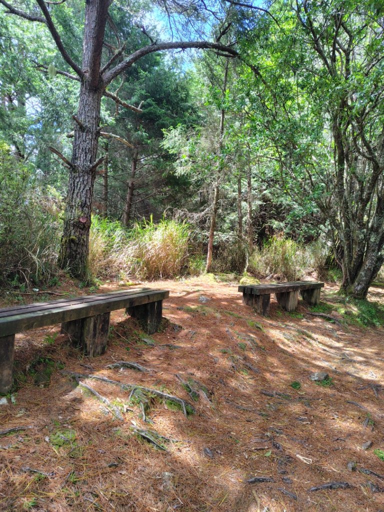 沙里仙林道、沙里仙溪、同富山/埔沙山、東埔山、阿毛巨木_2812685