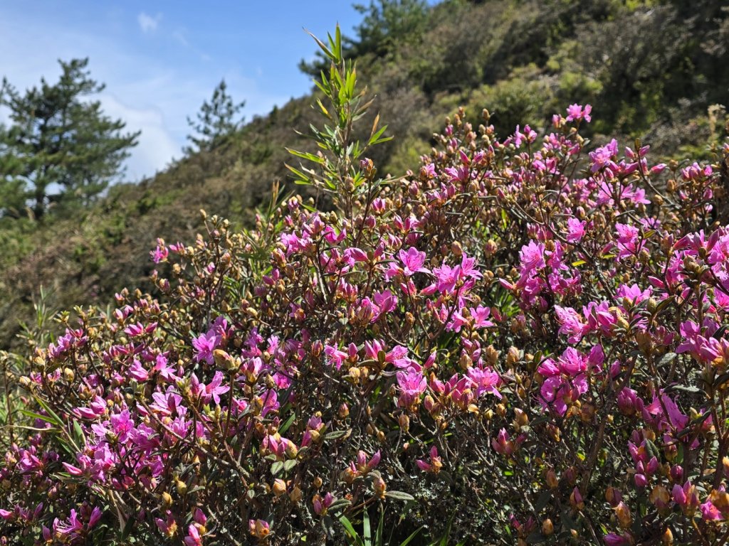 合歡北峰高山杜鵑盛開／龍膽點綴／紅毛杜鵑少許開花_2497539