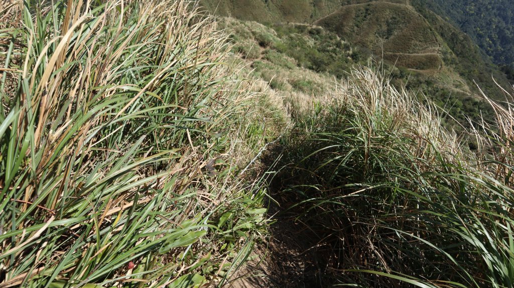 鶯子嶺山登山健行趣(效山)_2070500