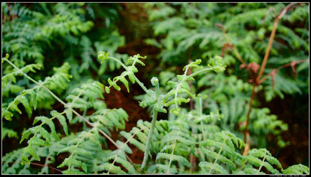 魚路古道-大油坑山-挑硫古道_378917