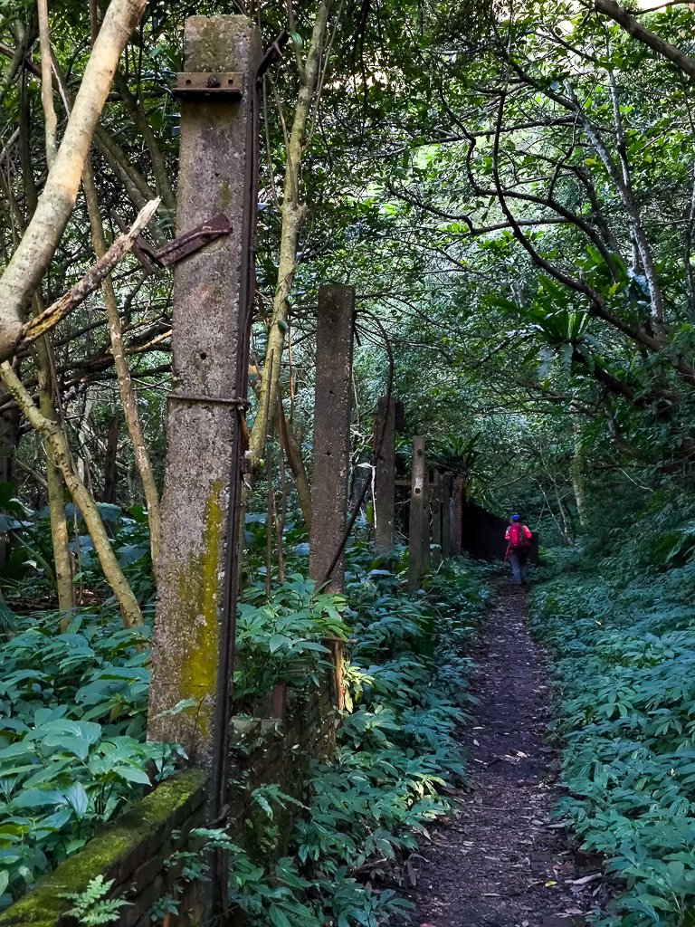 2025-01-12 白雞山、雞罩山、雞罩山前峰、鹿窟尖_2690662
