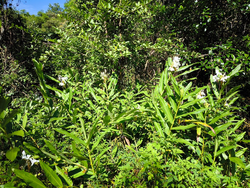 2024-08-22 澀水森林步道_2578360