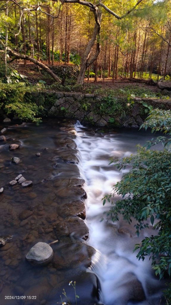 永公路落羽松/菁碧溪潺潺流水&至善路楓香紅了！_2666414