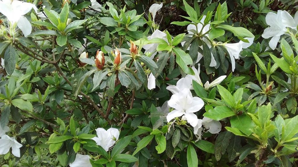 (尚未整理)【嘉義】塘湖古道阿里山鐵路_305139