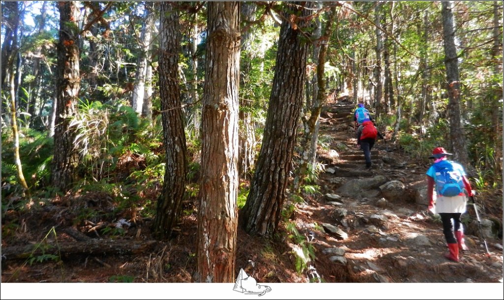 谷關七雄之新山馬崙山(斯可巴步道)_524263