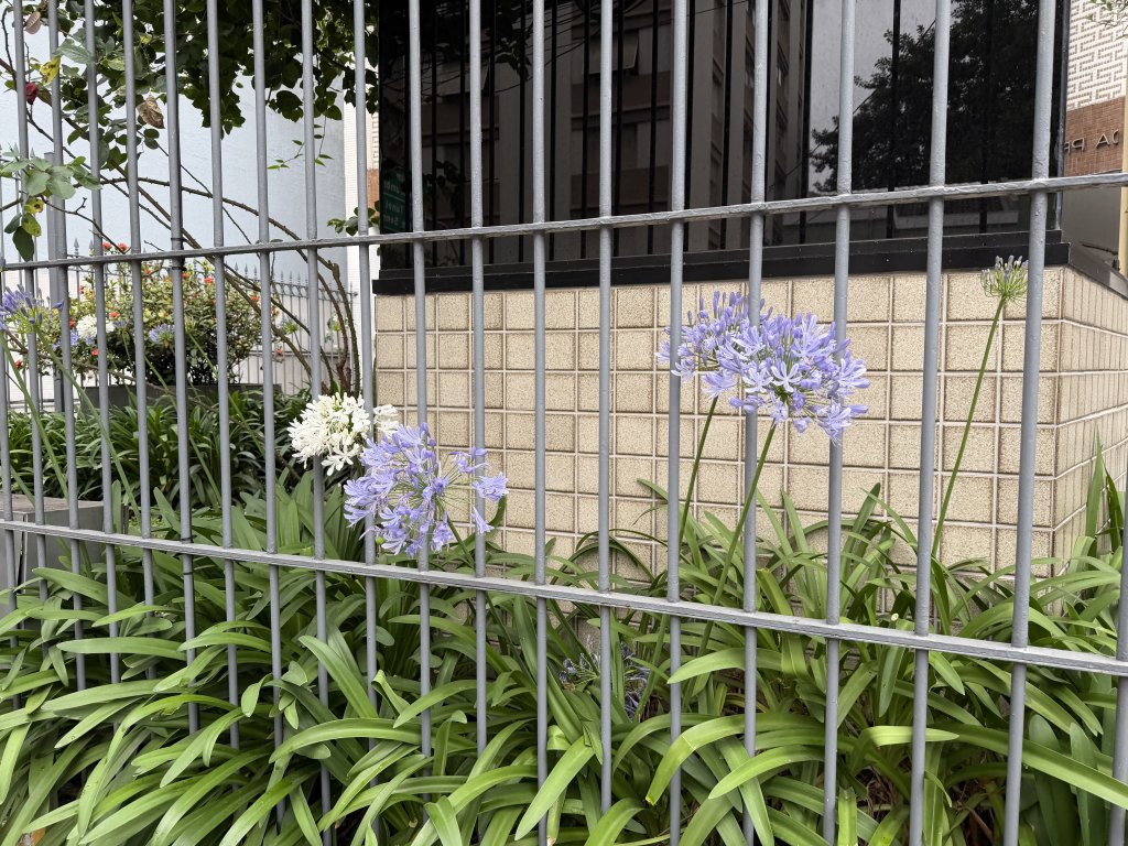 [紐約馬之行-65] 2025_1115 阿根廷飛巴西_2954834