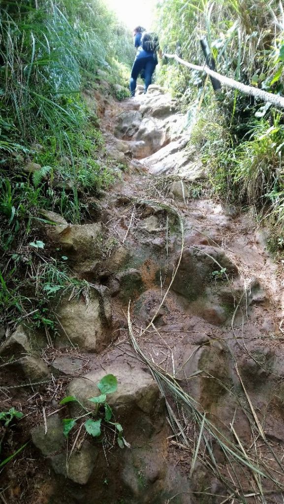 【7/28】大縱走-3,4 大屯面天向天_374488