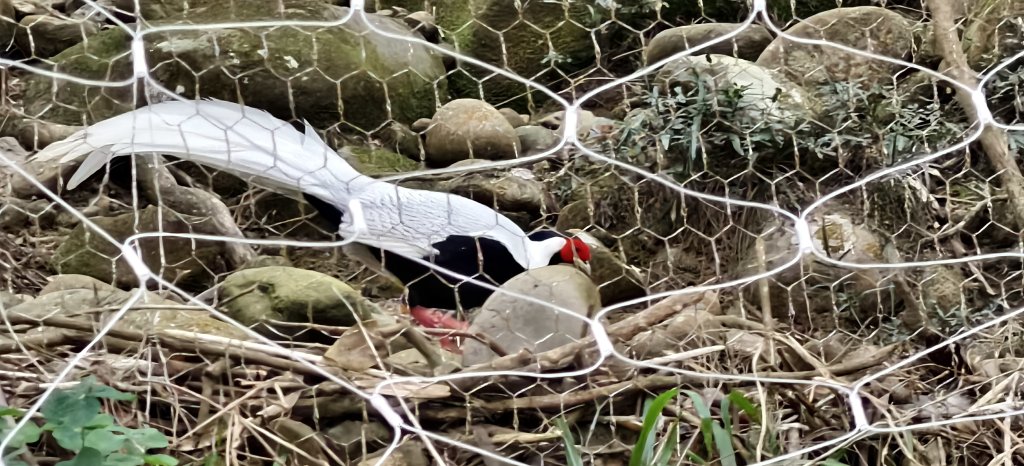 2025/02/08_苦苓腳古道_2709265