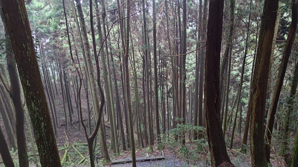 檜山巨木群_2918003