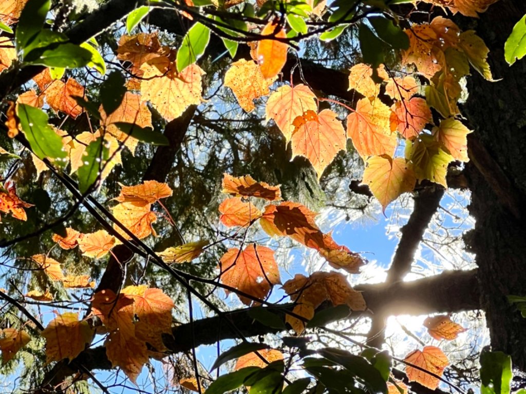 楓紅健走北三錐山_2377127
