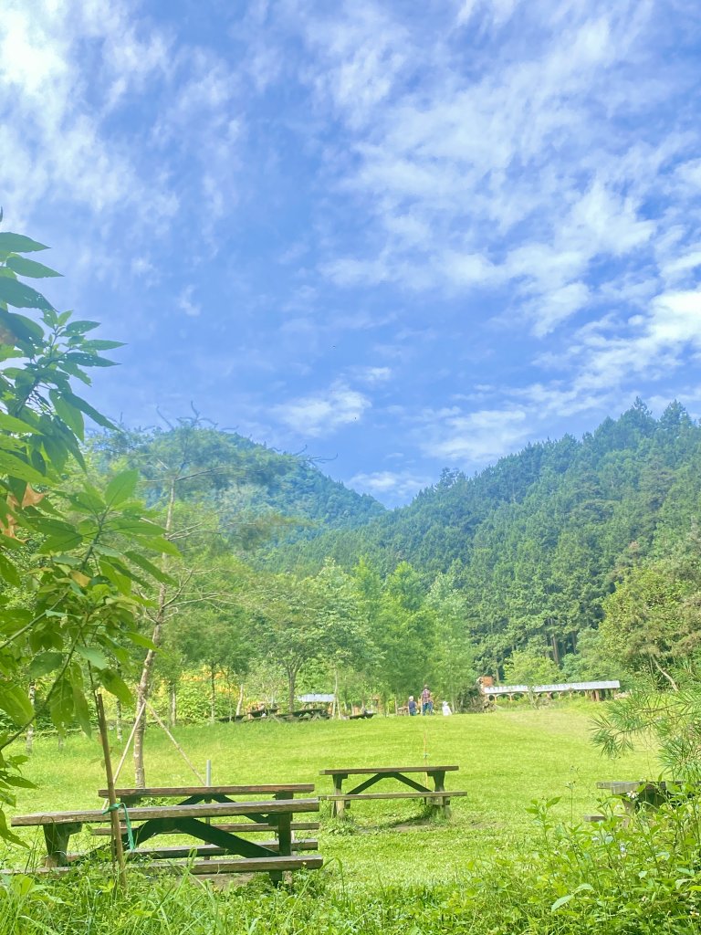 溪頭散步悠遊    2024.5.20_2517683