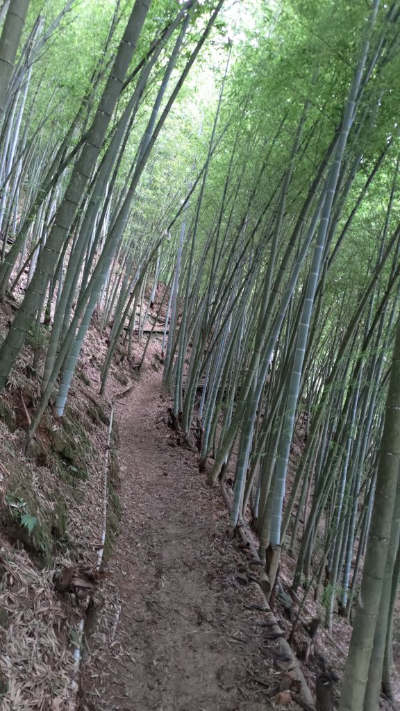 大雪山生態社區-橫嶺山木馬古道(亦稱橫嶺山自然步道) / 6.6K-6.0K步道出口-3.5K封面圖