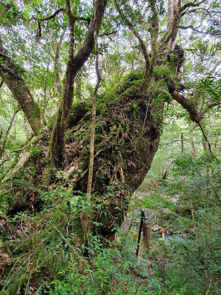 【花蓮富里】 海岸三雄-新港山我來了~_1146248