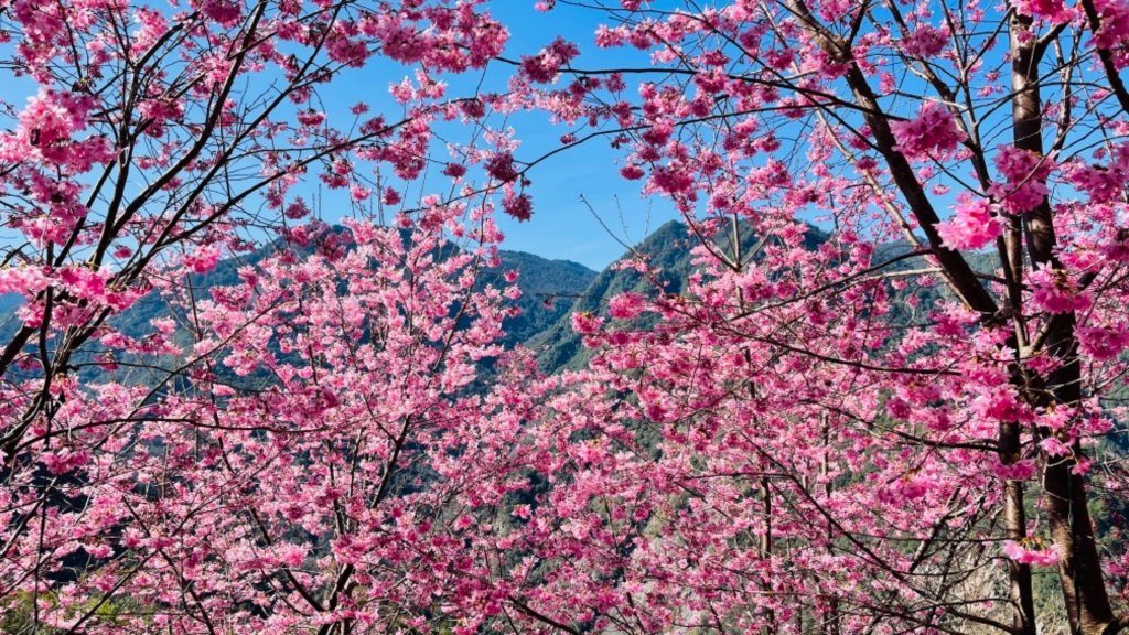 1100219司馬庫斯櫻花_1277731