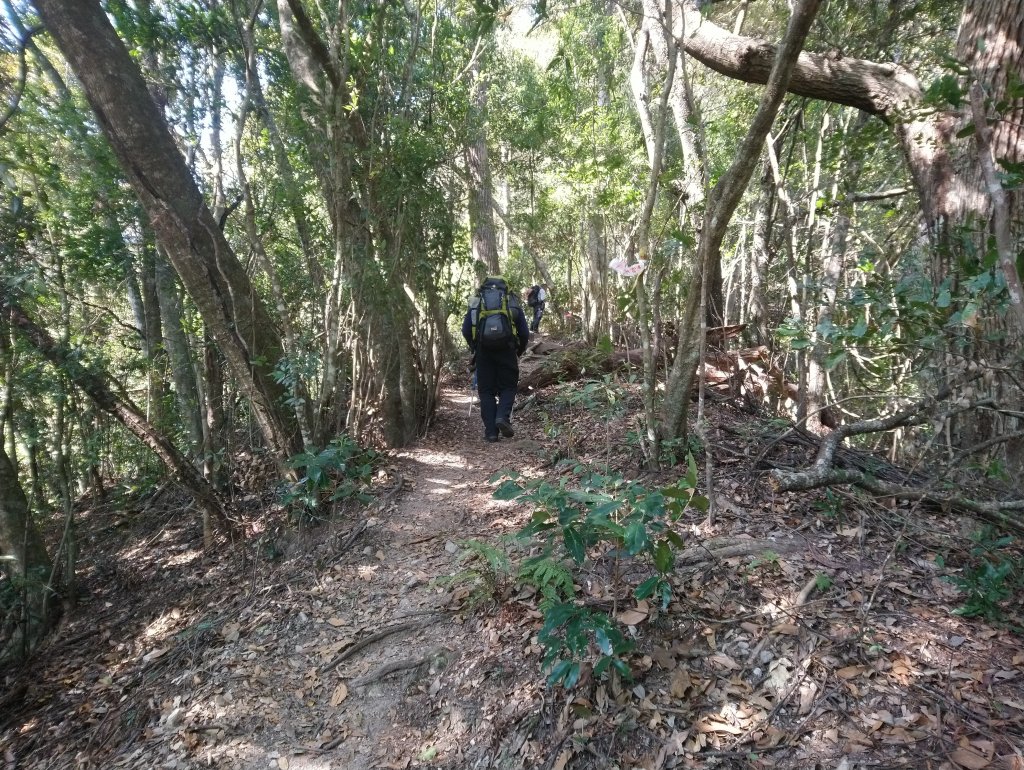 屋我尾山(麗陽線)_821187