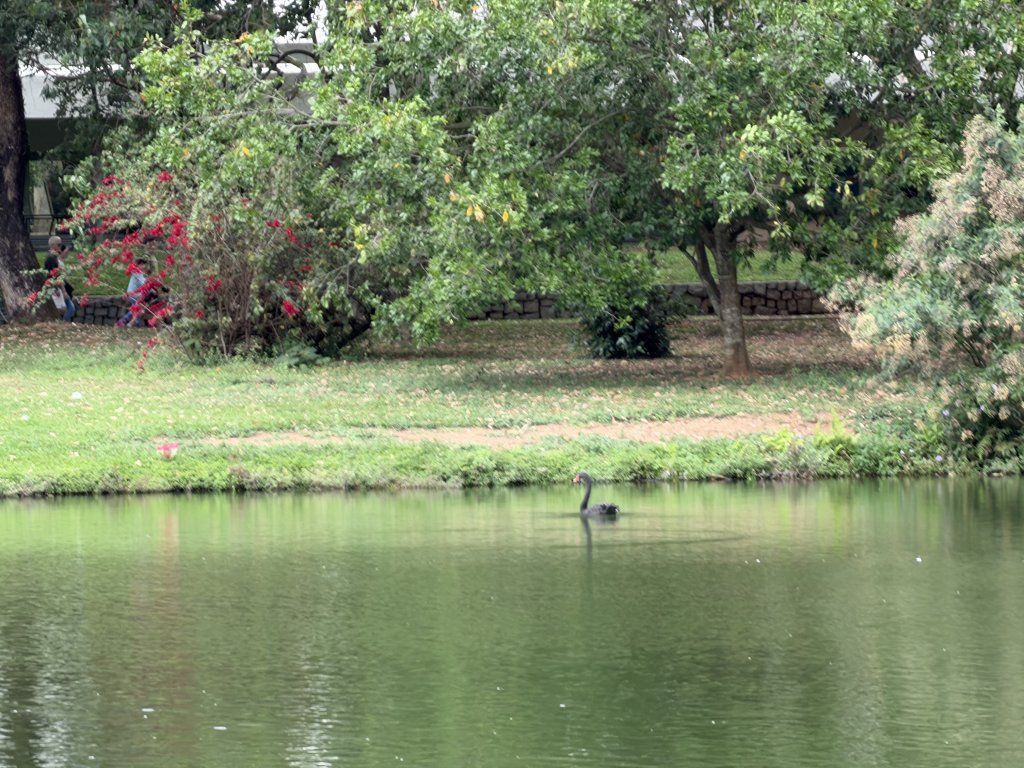 [紐約馬之行-68] 2025_1116 伊比拉布埃拉公園-中_2955154