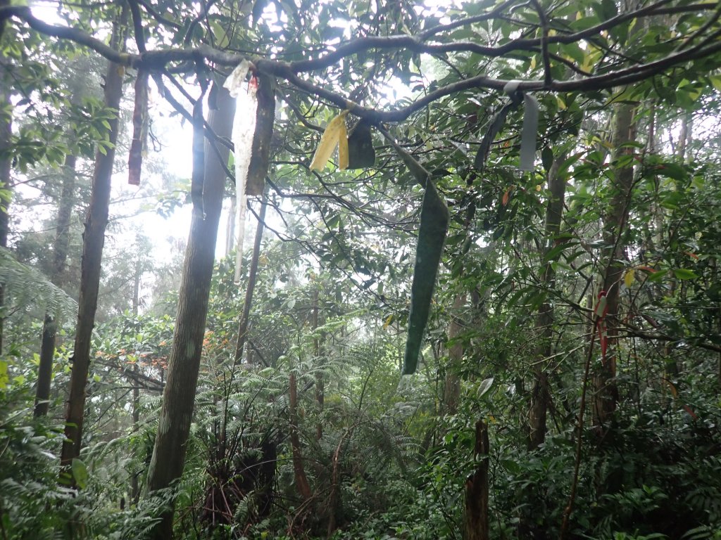 2022-04-01　天氣陣雨，翡翠坑山探索封面圖