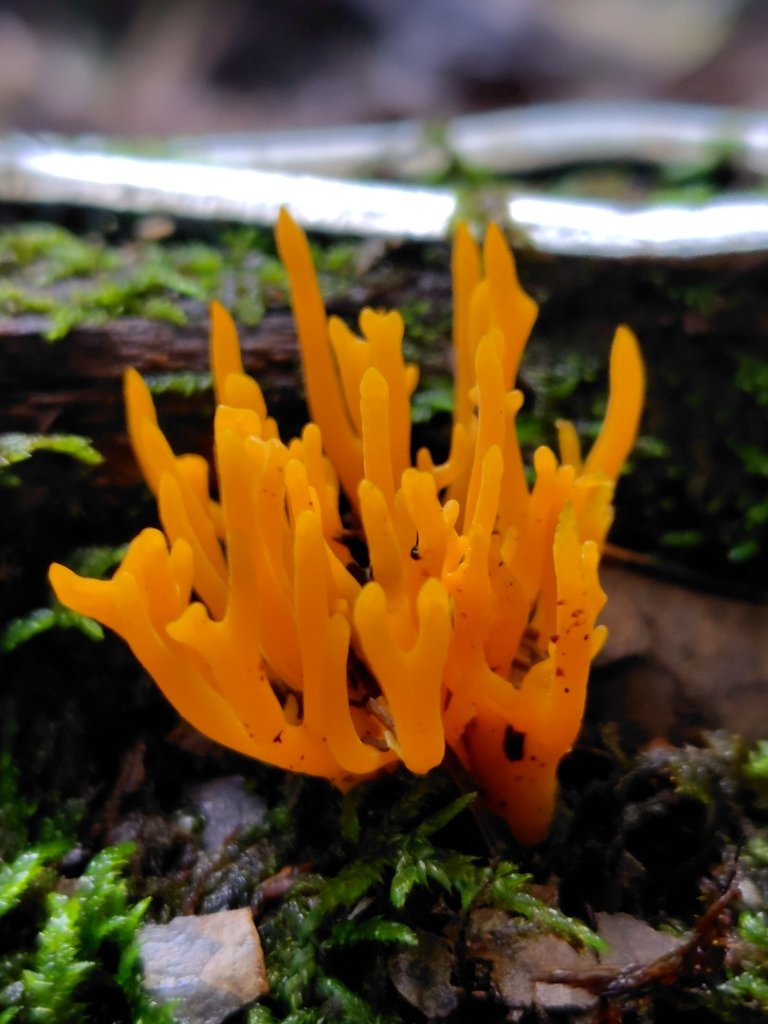 稍來小雪山國家步道、船型山、鞍馬山、鞍馬山東北峰、天池、雪山神木_2799677