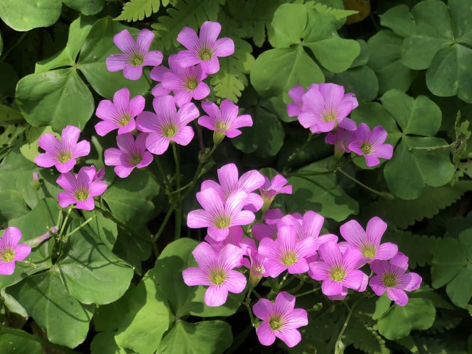 20230416三峽溪南尖山_2115313