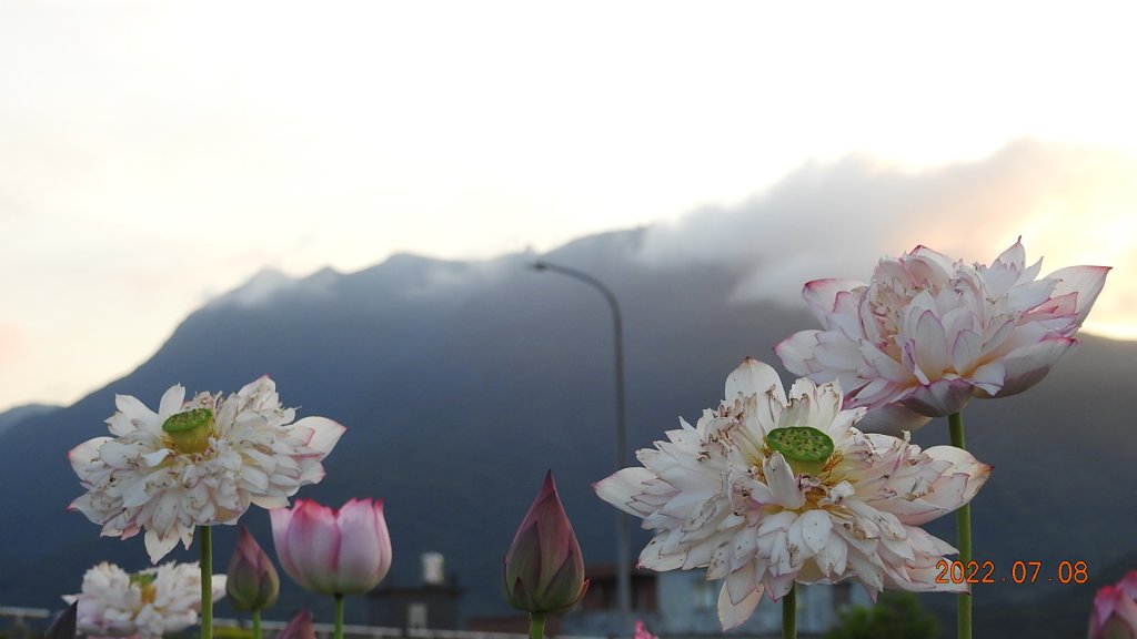 雲山水花鳥蝶 - 天龍國阿伯的日常 7/8&11_1757175