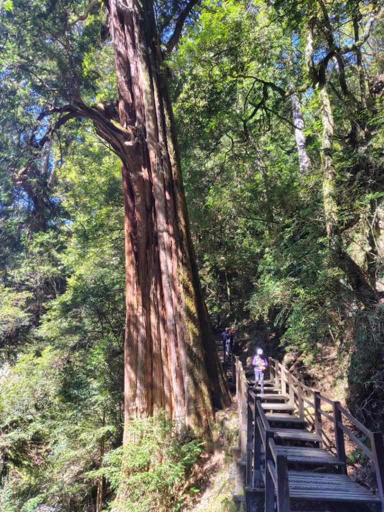 大雪山森林遊樂區 遊客中心 小神木 北三錐山 平石山西北峰_2952931