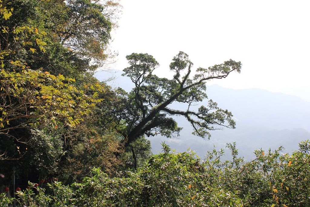 南庄勸化堂_獅頭山Ｏ型_302652