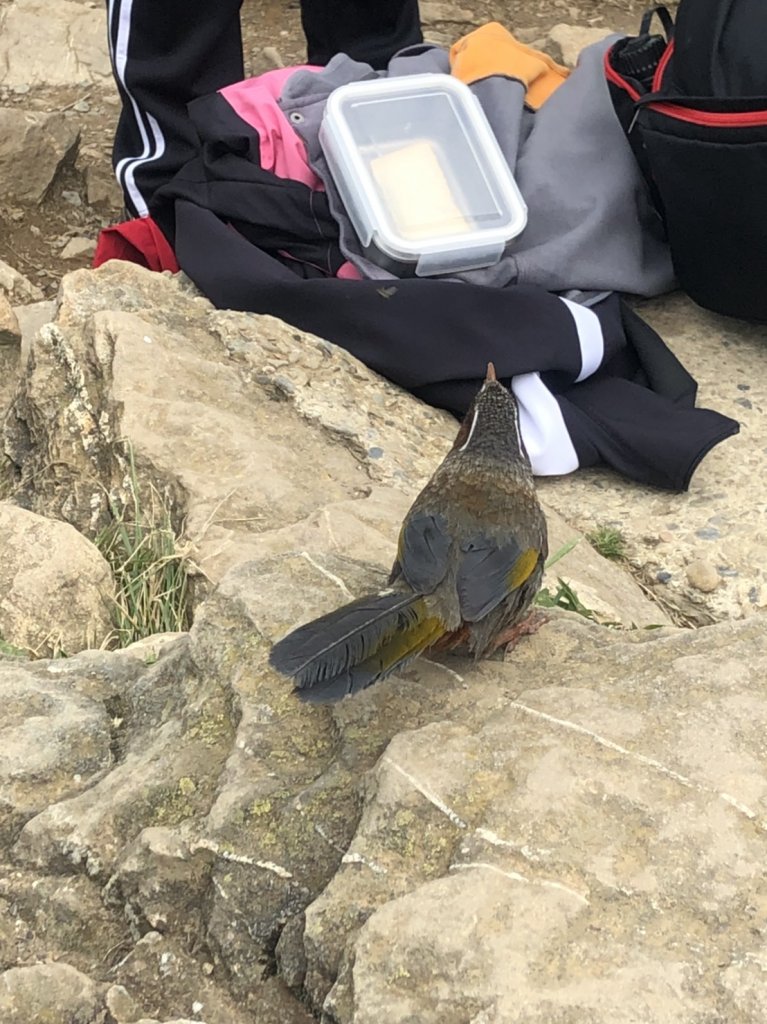 新手登百岳合歡主峰｜暗空公園觀星_1069772