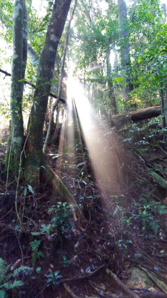 金柑樹山_384209