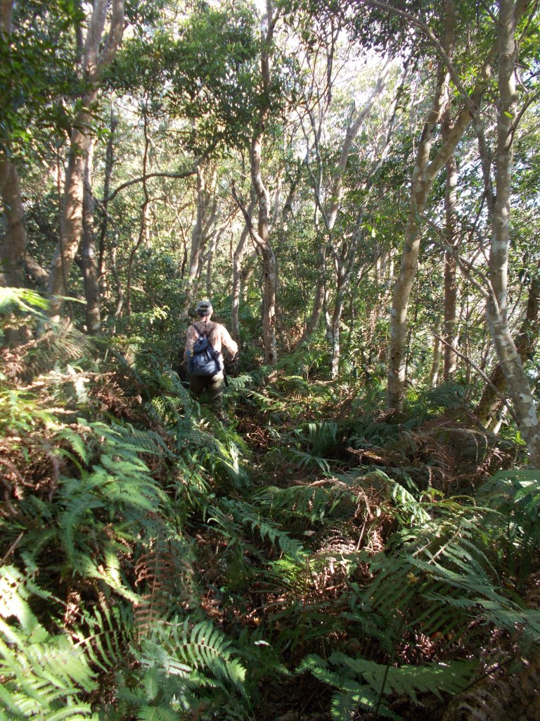 麥樹仁山縱走六畜山_1171272