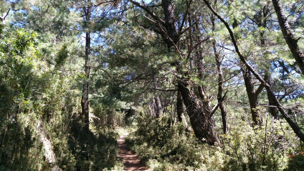 嘉義 阿里山 鹿林山、鹿林前山、真鹿林山、石水山_1487553