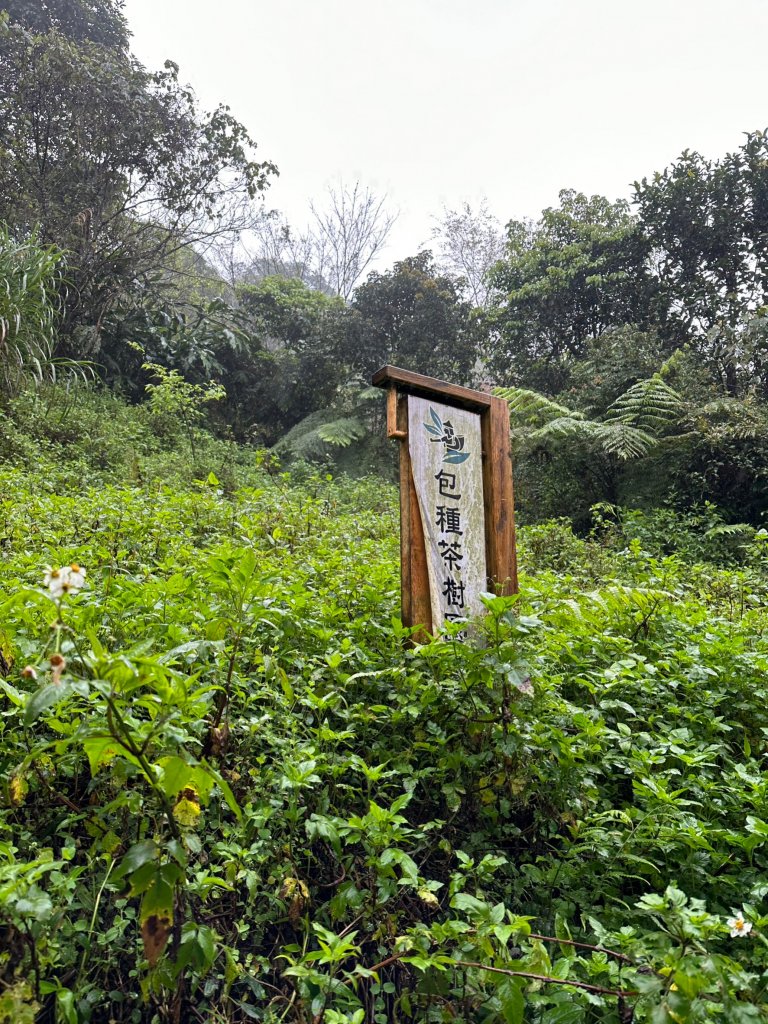 尋更寮古道到土庫岳_2043768