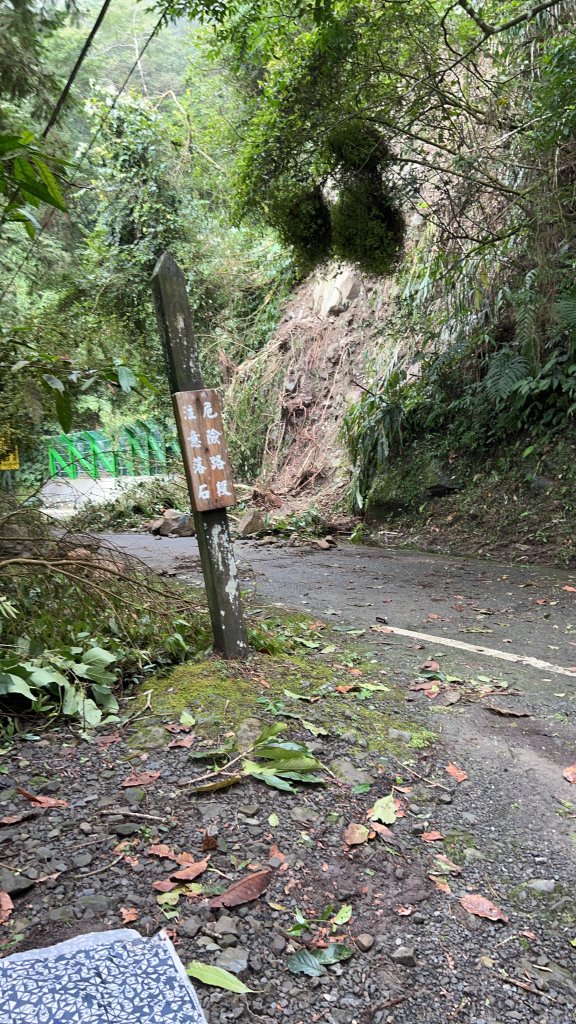 溪頭鳳凰林道_大學池_20240801_2577734