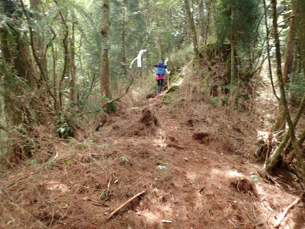 新阿溪縱走_446969