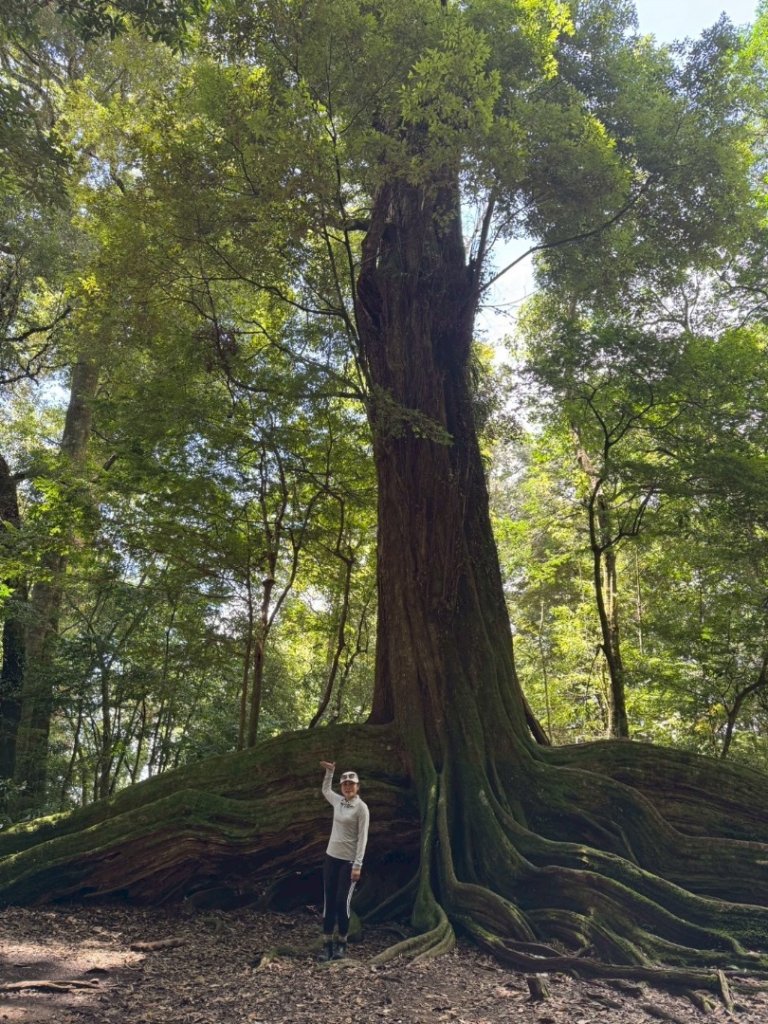 雪見大板根_2884120