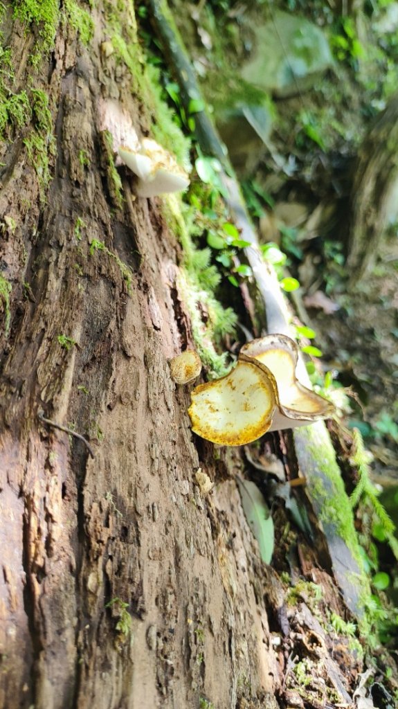 東滿步道+拉卡山_2599081