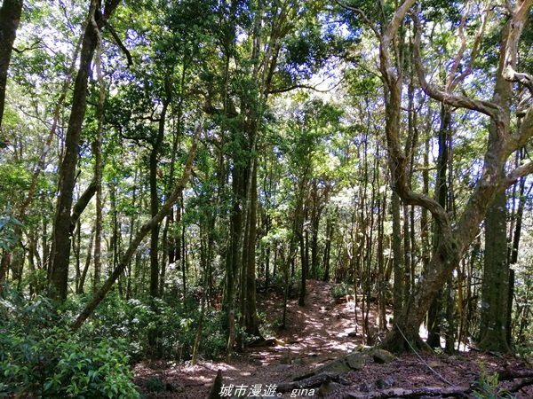 【台中。和平】松林鳥語。 谷關七雄之屋我尾山(大雪山林道)_1420784