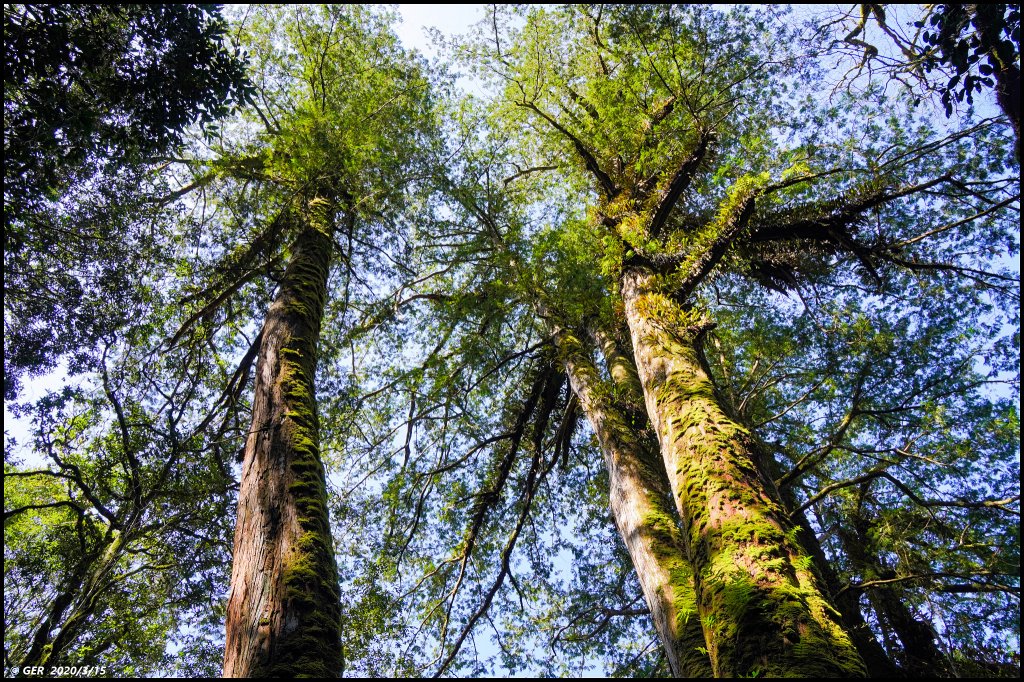 全台最大的紅檜森林 ~ 拉拉山巨木群_885586