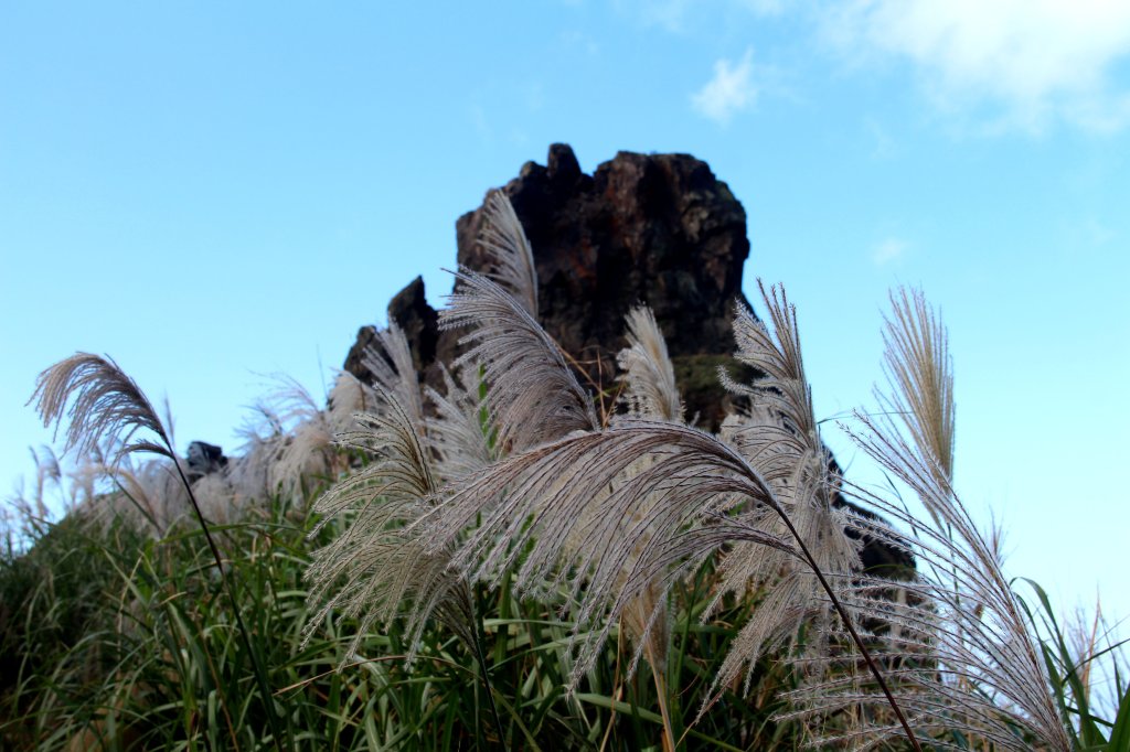 【金瓜石】漫山芒花怒放浪漫，礦山藍海奇景夢幻！_2964144