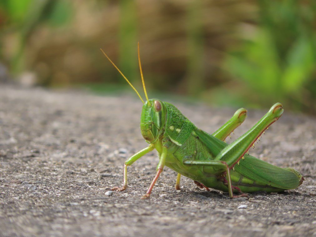 水流東桐花步道_1900257