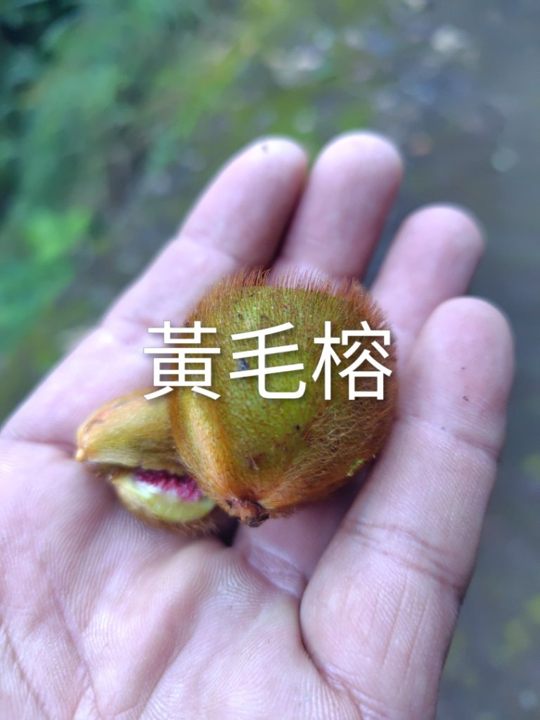 多納六秀 京大山_2957513