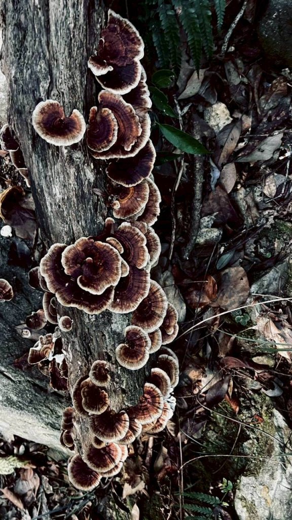 🌈11/15（六）松鶴上八仙山下森林遊樂區✨FB：熊熊趴爬走🌈_2937647